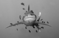 Oceanic White tip with Pilot Fish. Taken at Daedelus Reef... by Len Deeley 